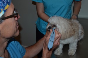 Applanation tonometry in the dog