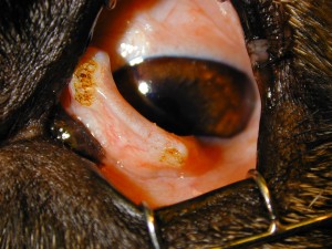 Postoperative appearance of scrolled cartillage after remodelling