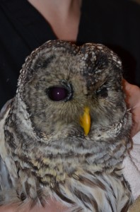 Barred owl with traumatic eye injury