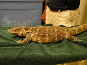 Nile Monitor in the exam room