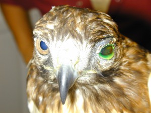 Hawk with trauma to left eye