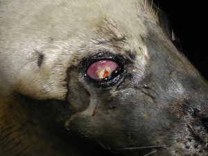 Corneal degeneration in a seal