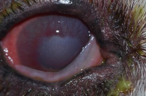 Extensive corneal inflammation with associated edema